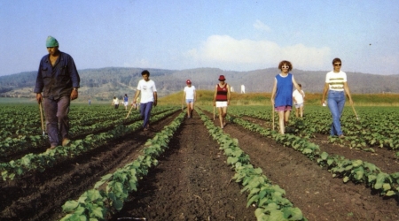 קיבוץ הזורע, גלוית שנה  טובה, 1988, צילום אריאל לוקס