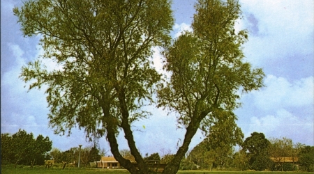 קיבוץ יקום, גלוית שנה טובה, 1977, תוצרת פלפוט