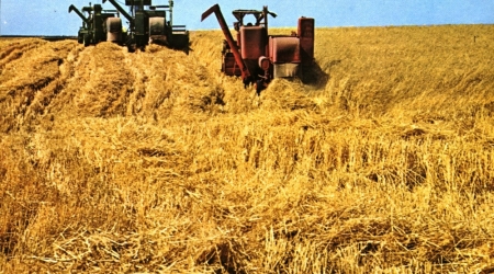 קיבוץ כפר מנחם, גלוית שנה טובה, שנות ה-60, תוצרת פלפוט, צילום דוד פרלמוטר