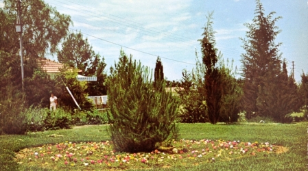 קיבוץ גלאון, גלוית שנה טובה, שנות ה-60, תוצרת פלפוט